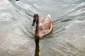 Free Dangerous Swan Stock Image - 1839711