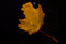 Free Single Autumn Maple Leaf Stock Images - 18320164