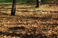 Free Fall Colors At The Park Stock Photos - 18354023