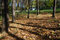 Free Autumn At The Park Stock Photography - 18353982