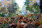 Free Close Up Of Leves In Grass Royalty Free Stock Photo - 18354045