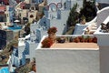 Free Patios On Santorini Royalty Free Stock Photo - 1843445