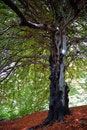 Free Tree View Upwards Stock Photo - 1844140