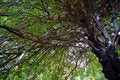 Free Tree View Upwards 3 Stock Photography - 1844152