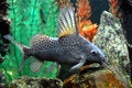 Free Fish Stock Images - 1845614