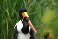 Free Nature Bird In The Parks Royalty Free Stock Photography - 1845727
