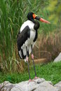 Free Nature Bird In The Parks Royalty Free Stock Images - 1845749