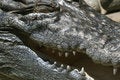 Free Crocodile Smile Royalty Free Stock Images - 1849149