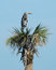 Free Heron3 Stock Photography - 1842212