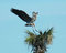 Free Heron4 Royalty Free Stock Image - 1842216