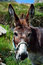 Free Donkey Royalty Free Stock Images - 1844359