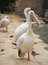 Free White Pelicans Family Stock Photos - 1846303