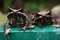 Free Malayan Horned Eye Frog Stock Photo - 1847880