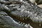 Free Crocodile Smile Royalty Free Stock Images - 1849149