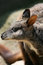 Free Wallaby Face Royalty Free Stock Image - 1849416