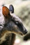 Free Wallaby Head Royalty Free Stock Image - 1849436