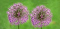 Free Two Purple Blooming Onion Flowers Stock Photos - 18401943