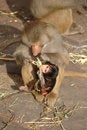 Free Monky Family Stock Images - 1854284