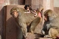 Free Monky Family Royalty Free Stock Image - 1854296