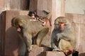 Free Monky Family Stock Photography - 1854362
