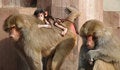 Free Monky Family Royalty Free Stock Image - 1854386
