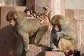 Free Monky Family Stock Image - 1854411