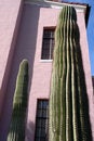 Free Tall Cacti Royalty Free Stock Photography - 1854717