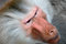 Free Monkey Face Royalty Free Stock Photo - 1854315