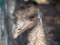 Free Emu Stock Images - 1857494
