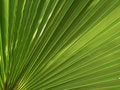 Free Palm Background Royalty Free Stock Photos - 18538818
