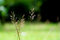 Free Grass Seed Stock Photo - 18586340