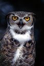 Free Great Horned Owl (Bubo Virginanus) Royalty Free Stock Photo - 1860875