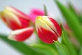 Free Tulps Royalty Free Stock Photography - 1867617
