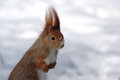 Free Squirrel Royalty Free Stock Photos - 1868198