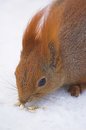 Free Squirrel Stock Image - 1868201