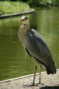 Free Heron Stock Photos - 1868993