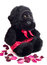 Free Ape And Dead Rose Pedals Stock Image - 1865171