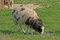 Free Brown And White Sheep Stock Images - 1865424