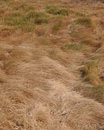 Free Background-Dry Grassland Royalty Free Stock Photos - 18609638
