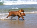 Free Ridgebacks Playing Royalty Free Stock Photo - 1871945