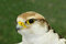 Free Falcon Bird Of Prey Stock Photography - 1875252
