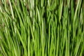 Free Green Grass Stock Photography - 18734512
