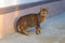 Free American Bobtail Cat Race Royalty Free Stock Photo - 18766075