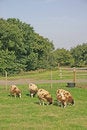 Free Brown And White Sheep Stock Photos - 1884263