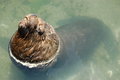 Free Large Fur Seal Royalty Free Stock Photos - 1889638