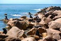 Free Large Fur Seal Colony Royalty Free Stock Photo - 1889655