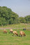 Free Brown And White Sheep Stock Photos - 1884263
