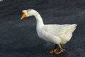 Free Goose Stock Photos - 18811593