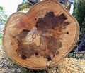 Free Tree Stump Royalty Free Stock Image - 18841316