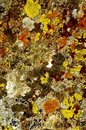 Free Lichen 1 Stock Image - 1892321